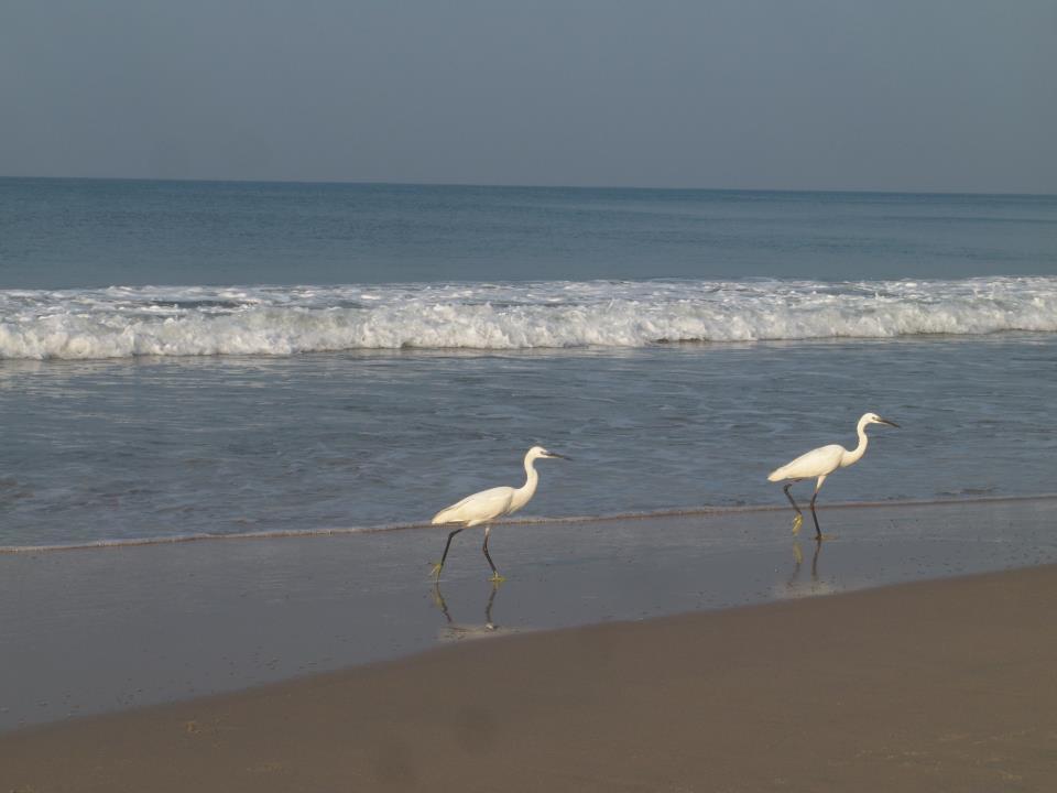 Oceanic Beach Residency Varkala Esterno foto